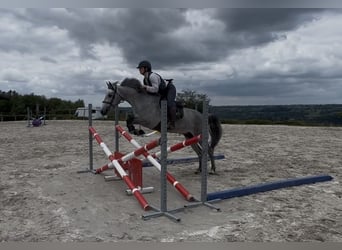 Connemara, Ruin, 4 Jaar, 145 cm, Schimmel