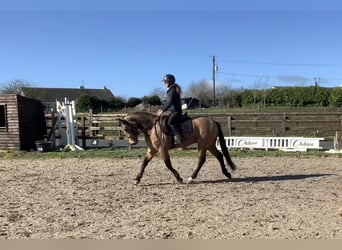 Connemara, Ruin, 4 Jaar, 146 cm, Falbe