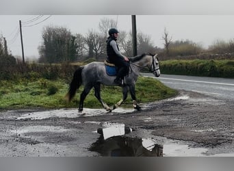 Connemara, Ruin, 4 Jaar, 146 cm, Schimmel