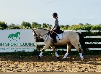 Connemara, Ruin, 4 Jaar, 148 cm, Falbe