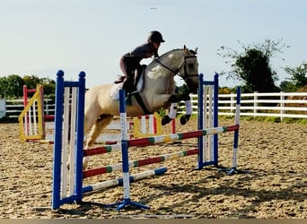 Connemara, Ruin, 4 Jaar, 148 cm, Falbe