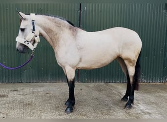 Connemara, Ruin, 4 Jaar, 148 cm, Schimmel