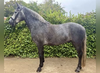 Connemara, Ruin, 4 Jaar, 148 cm, Zwartschimmel
