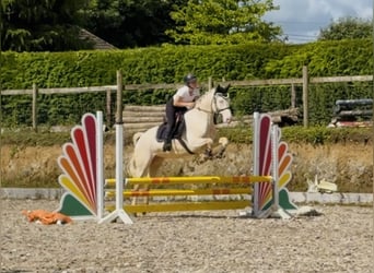 Connemara, Ruin, 4 Jaar, 152 cm, Cremello