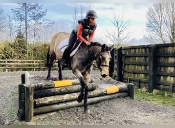 Connemara, Ruin, 4 Jaar, 152 cm, Falbe