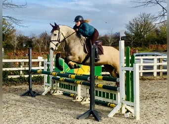 Connemara, Ruin, 4 Jaar, 152 cm, Falbe