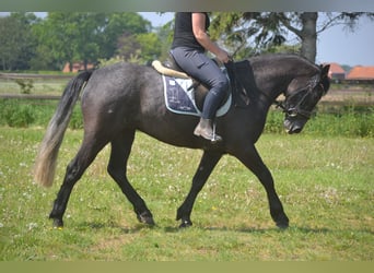 Connemara, Ruin, 4 Jaar, 152 cm, Schimmel