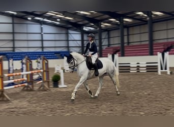 Connemara, Ruin, 4 Jaar, 152 cm, Schimmel
