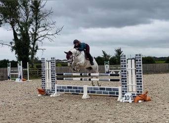 Connemara, Ruin, 4 Jaar, 152 cm, Schimmel