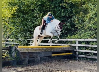 Connemara, Ruin, 4 Jaar, 152 cm, Schimmel