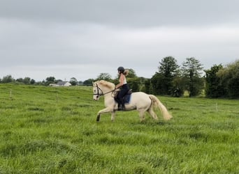 Connemara, Ruin, 4 Jaar, 153 cm