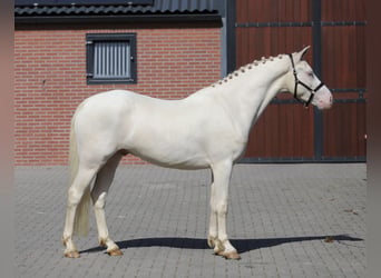 Connemara, Ruin, 4 Jaar, 154 cm, Cremello