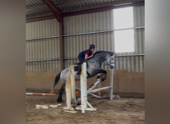 Connemara, Ruin, 4 Jaar, 154 cm, Schimmel