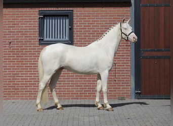 Connemara, Ruin, 4 Jaar, 155 cm, Cremello