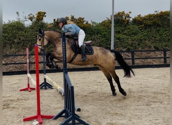 Connemara, Ruin, 4 Jaar, 155 cm, Falbe