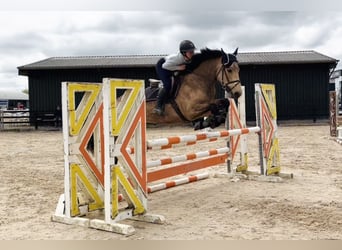 Connemara, Ruin, 4 Jaar, 155 cm, Falbe