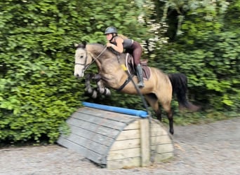 Connemara, Ruin, 4 Jaar, 155 cm, Falbe