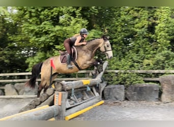 Connemara, Ruin, 4 Jaar, 155 cm, Falbe