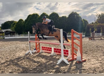 Connemara, Ruin, 4 Jaar, 155 cm, Falbe