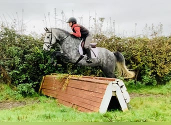 Connemara, Ruin, 4 Jaar, 155 cm, Schimmel