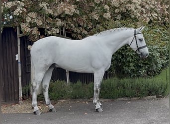 Connemara, Ruin, 4 Jaar, 157 cm, Schimmel