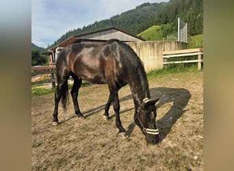 Connemara, Ruin, 4 Jaar, 158 cm, Zwart