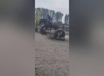 Connemara, Ruin, 4 Jaar, 165 cm, Roodbruin