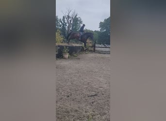 Connemara, Ruin, 4 Jaar, 165 cm, Roodbruin