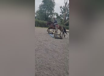 Connemara, Ruin, 4 Jaar, 165 cm, Roodbruin