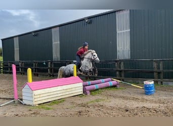 Connemara, Ruin, 5 Jaar, 138 cm, Appelschimmel