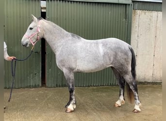 Connemara, Ruin, 5 Jaar, 146 cm, Schimmel