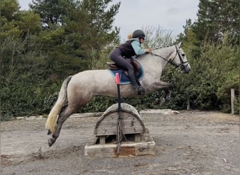 Connemara, Ruin, 5 Jaar, 147 cm, Appelschimmel