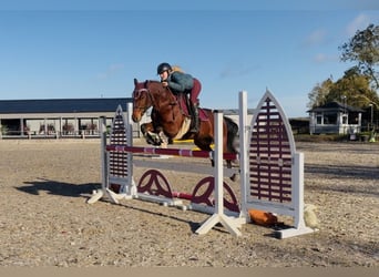 Connemara, Ruin, 5 Jaar, 147 cm, Roodbruin