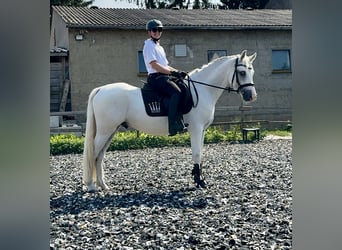 Connemara, Ruin, 5 Jaar, 147 cm, Schimmel