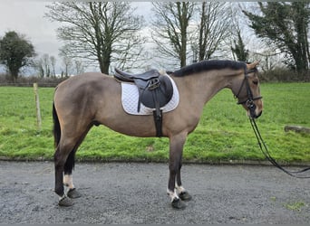 Connemara Mix, Ruin, 5 Jaar, 148 cm, Roodbruin