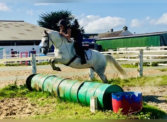 Connemara, Ruin, 5 Jaar, 148 cm, Schimmel