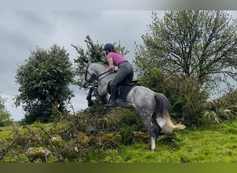 Connemara, Ruin, 5 Jaar, 148 cm, Schimmel