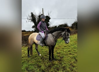 Connemara, Ruin, 5 Jaar, 148 cm, Schimmel