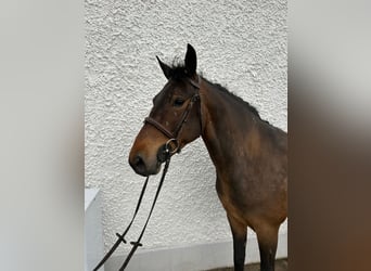 Connemara, Ruin, 5 Jaar, 148 cm, Schimmel
