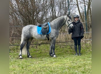 Connemara, Ruin, 5 Jaar, 148 cm, Zwartschimmel