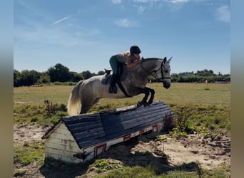 Connemara, Ruin, 5 Jaar, 150 cm, Appelschimmel