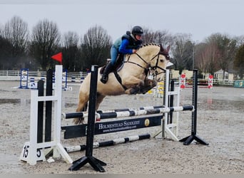 Connemara, Ruin, 5 Jaar, 152 cm, Falbe