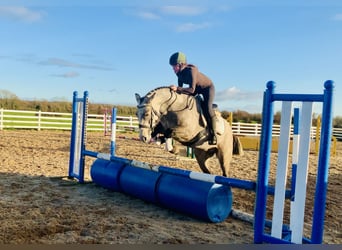 Connemara, Ruin, 5 Jaar, 152 cm, Schimmel