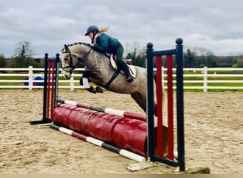 Connemara, Ruin, 5 Jaar, 152 cm, Schimmel