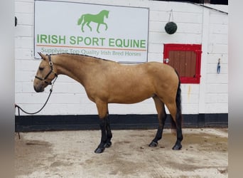 Connemara, Ruin, 5 Jaar, 153 cm, Falbe