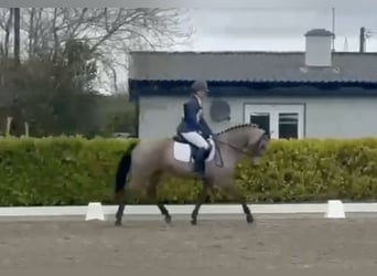 Connemara, Ruin, 5 Jaar, 153 cm, Falbe
