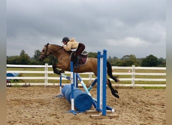 Connemara, Ruin, 5 Jaar, 153 cm, Falbe