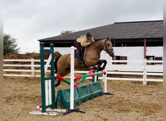 Connemara, Ruin, 5 Jaar, 153 cm, Falbe