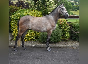 Connemara, Ruin, 5 Jaar, 153 cm, Schimmel