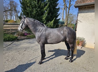 Connemara, Ruin, 5 Jaar, 153 cm, Zwartschimmel